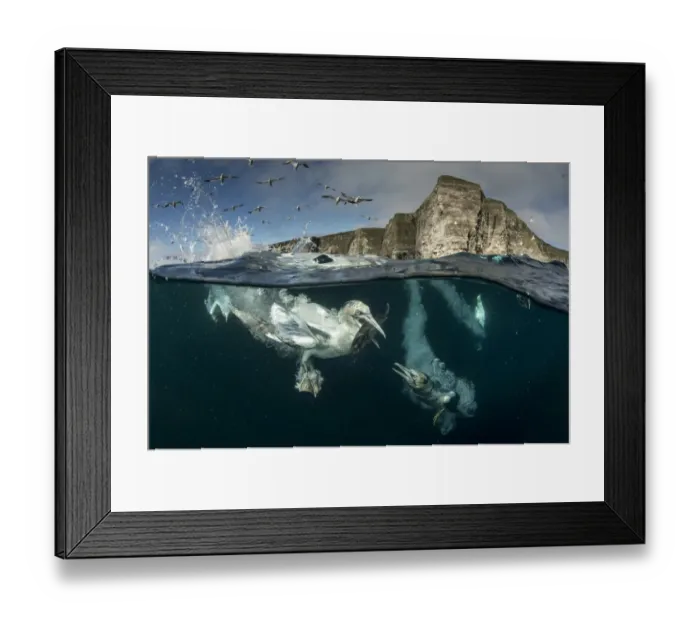 Framed Print : Gannets (Morus bassanus) diving to feed on discarded fish, Shetland, Scotland, UK, April Framed Print : Gannets (Morus bassanus) diving to feed on discarded fish, Shetland, Scotland, UK, April