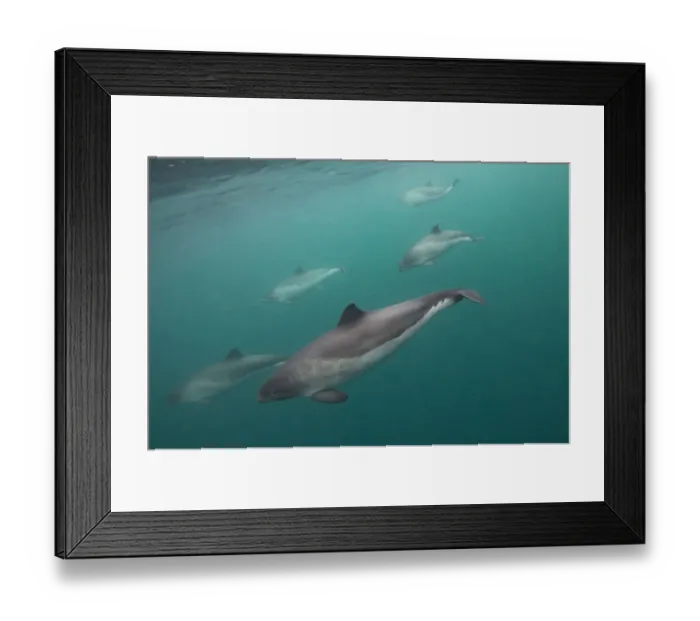Framed Print : Harbour porpoise (Phocoena phocoena), Shetland, Scotland, UK, October Framed Print : Harbour porpoise (Phocoena phocoena), Shetland, Scotland, UK, October