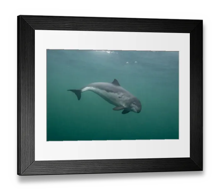 Framed Print : Harbour porpoise (Phocoena phocoena), Shetland, Scotland, UK, October Framed Print : Harbour porpoise (Phocoena phocoena), Shetland, Scotland, UK, October