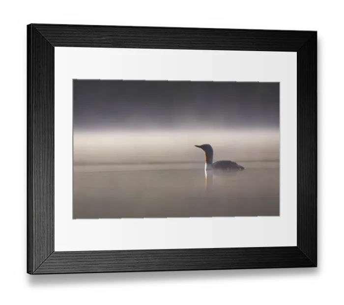 Framed Print : Red throated diver (Gavia stellata) on lochan in dawn mist, Cairngorms National Park Framed Print : Red throated diver (Gavia stellata) on lochan in dawn mist, Cairngorms National Park