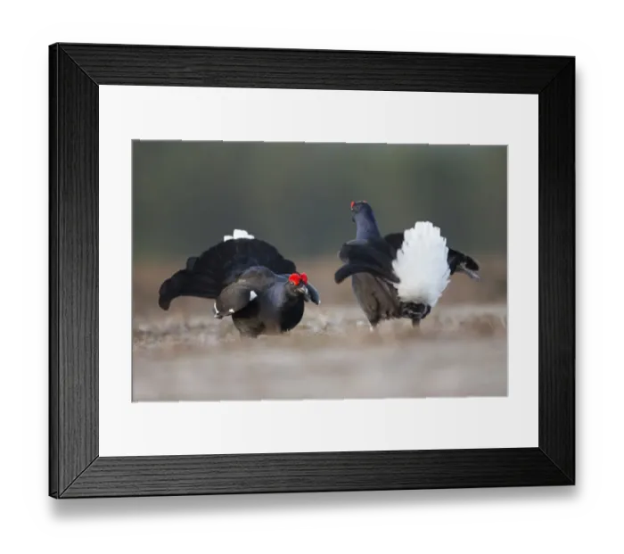 Framed Print : Two Black grouse (tetrao tetrix) males fighting at lek, Deeside, Cairngorms National Park Framed Print : Two Black grouse (tetrao tetrix) males fighting at lek, Deeside, Cairngorms National Park