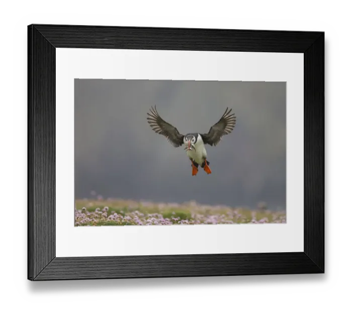 Framed Print : Atlantic puffin (Fratercula arctica) landing with sand eels in beak, Fair Isle, Shetland