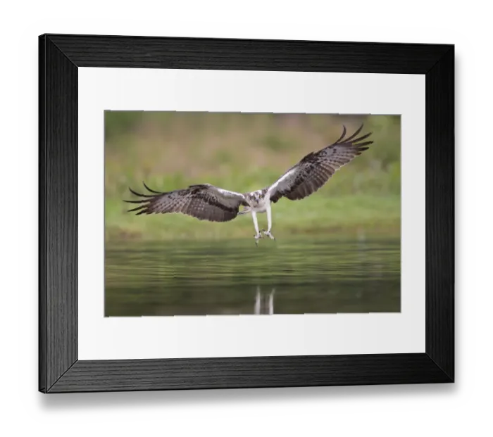 Framed Print : Osprey (Pandion haliaetus) fishing, about to seize prey, Rothiemurchus, Cairngorms National Park Framed Print : Osprey (Pandion haliaetus) fishing, about to seize prey, Rothiemurchus, Cairngorms National Park