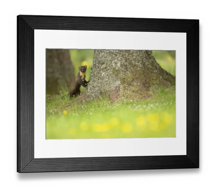 Framed Print : Pine marten (Martes martes) leaning against tree with flowers in foreground, Ardnamurchan Framed Print : Pine marten (Martes martes) leaning against tree with flowers in foreground, Ardnamurchan