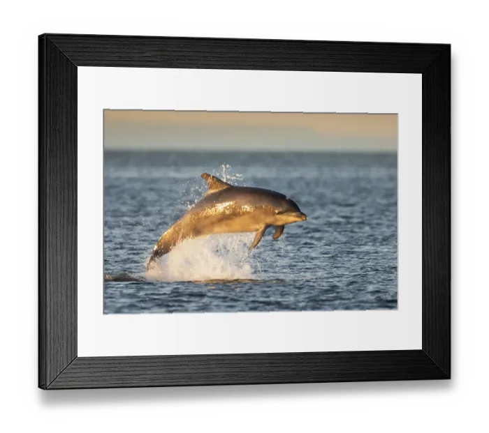 Framed Print : Bottlenose dolphin (Tursiops truncatus) breaching, Moray Firth, Scotland, UK, July Framed Print : Bottlenose dolphin (Tursiops truncatus) breaching, Moray Firth, Scotland, UK, July