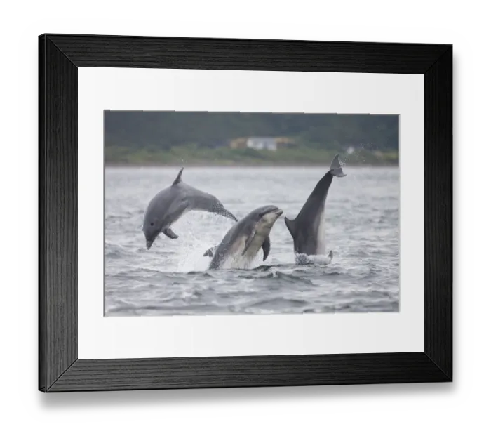 Framed Print : Three Bottlenose dolphins (Tursiops truncatus) breaching, Moray Firth, Scotland, UK, July Framed Print : Three Bottlenose dolphins (Tursiops truncatus) breaching, Moray Firth, Scotland, UK, July