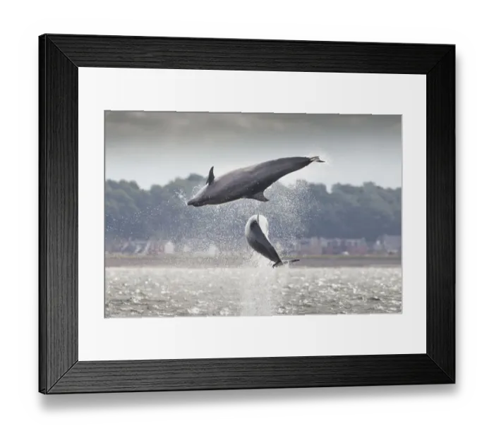 Framed Print : Two Bottlenose dolphins (Tursiops truncatus) breaching, Moray Firth, Scotland, UK Framed Print : Two Bottlenose dolphins (Tursiops truncatus) breaching, Moray Firth, Scotland, UK