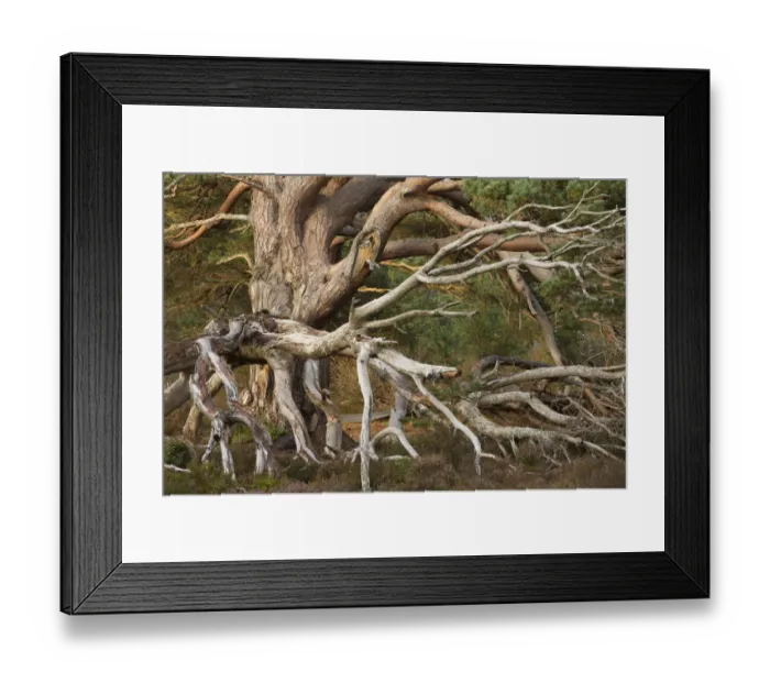 Framed Print : Tangled dead boughs of veteran Scots Pine (Pinus sylvestris), Rothiemurchus Forest