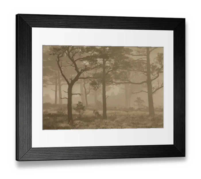 Framed Print : Scots pine (Pinus sylvestris) trees in Caledonian pine forest at sunrise, Abernethy Framed Print : Scots pine (Pinus sylvestris) trees in Caledonian pine forest at sunrise, Abernethy
