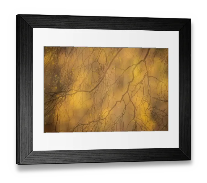 Framed Print : Abstract of autumnal Silver birch (Betula pendula), Cairngorms National Park, Scotland