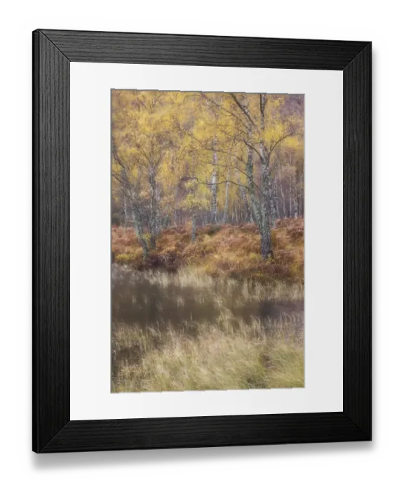 Framed Print : Silver birch (Betula pendula) woodland in autumn, Craigellachie National Nature Reserve Framed Print : Silver birch (Betula pendula) woodland in autumn, Craigellachie National Nature Reserve