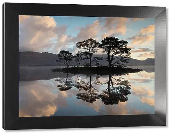 Scots pine (Pinus sylvestris) trees reflected in Loch Maree at dawn with Slioch in background, Wester Ross, Scotland, UK, November 2014