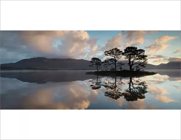 Scots pine (Pinus sylvestris) trees reflected in Loch Maree at dawn with Slioch in background, Wester Ross, Scotland, UK, November 2014