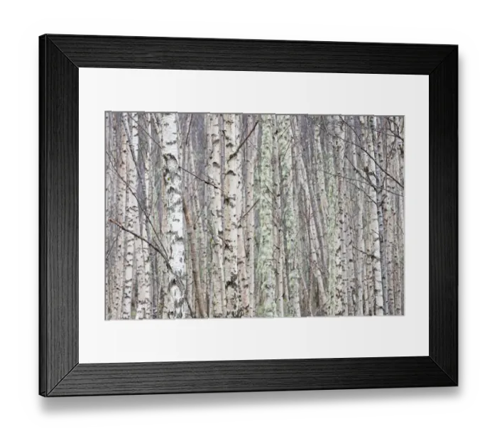Framed Print : Dense stand of Silver birch (Betula pendula), Wester Ross, Scotland, UK, February Framed Print : Dense stand of Silver birch (Betula pendula), Wester Ross, Scotland, UK, February