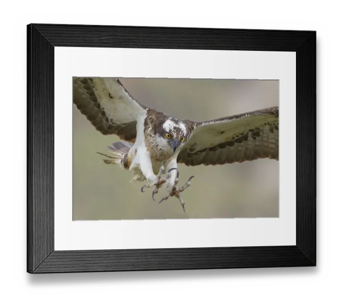 Framed Print : Osprey (Pandion haliaetus) male flying with talons outstretched, Glenfeshie, Cairngorms Framed Print : Osprey (Pandion haliaetus) male flying with talons outstretched, Glenfeshie, Cairngorms