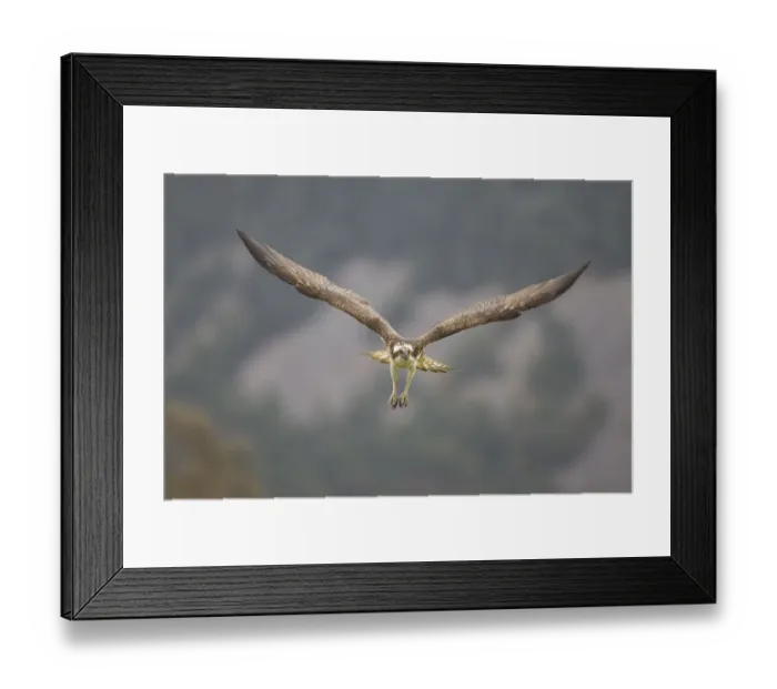 Framed Print : Osprey (Pandion haliaetus) male flying, Cairngorms National Park, Scotland, UK, May Framed Print : Osprey (Pandion haliaetus) male flying, Cairngorms National Park, Scotland, UK, May