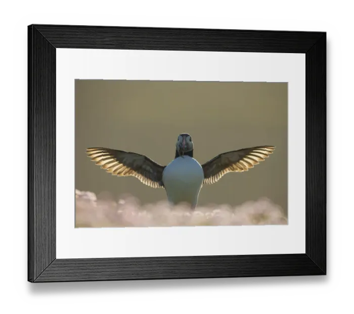Framed Print : Atlantic puffin (Fratercula arctica) flapping with sand eels in beak, in evening light Framed Print : Atlantic puffin (Fratercula arctica) flapping with sand eels in beak, in evening light
