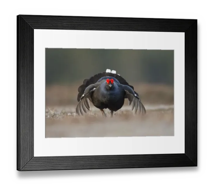 Framed Print : Black grouse (Tetrao tetrix) male displaying at lek, Deeside, Cairngorms National Park Framed Print : Black grouse (Tetrao tetrix) male displaying at lek, Deeside, Cairngorms National Park