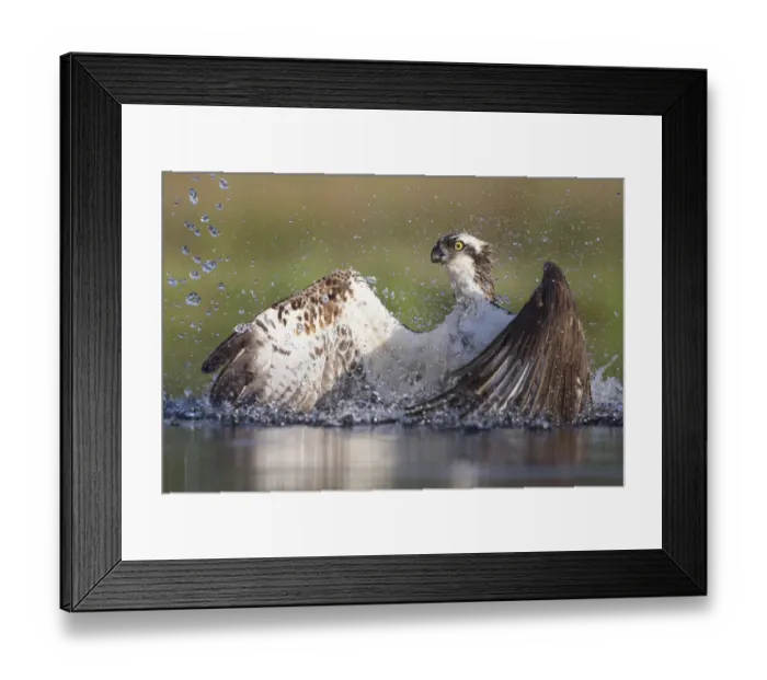 Framed Print : Osprey (Pandion haliaetus) fishing, Rothiemurchus, Cairngorms National Park, Scotland Framed Print : Osprey (Pandion haliaetus) fishing, Rothiemurchus, Cairngorms National Park, Scotland