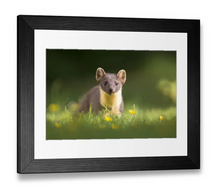 Framed Print : Pine marten (Martes martes) portrait, amongst buttercups, Ardnamurchan, Lochaber Framed Print : Pine marten (Martes martes) portrait, amongst buttercups, Ardnamurchan, Lochaber