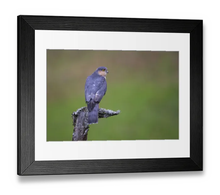 Framed Print : Sparrowhawk (Accipiter nisus) perching on lichen covered snag, Dumfries and Galloway Framed Print : Sparrowhawk (Accipiter nisus) perching on lichen covered snag, Dumfries and Galloway