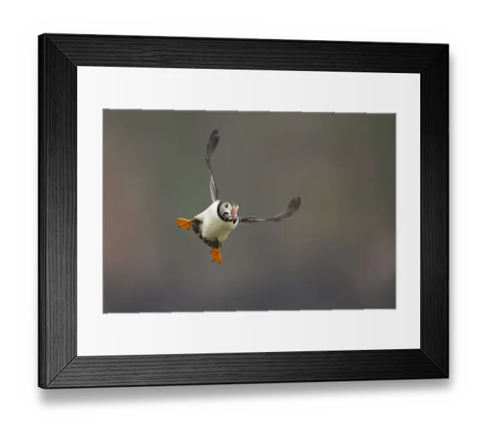 Framed Print : Atlantic puffin (Fratercula arctica) flying with sand eels in beak, Fair Isle, Shetland Framed Print : Atlantic puffin (Fratercula arctica) flying with sand eels in beak, Fair Isle, Shetland