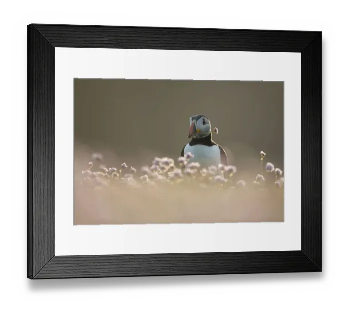 Framed Print : Atlantic puffin (Fratercula arctica) with flower in beak, amongst Thrift (Armeria maritima) Framed Print : Atlantic puffin (Fratercula arctica) with flower in beak, amongst Thrift (Armeria maritima)