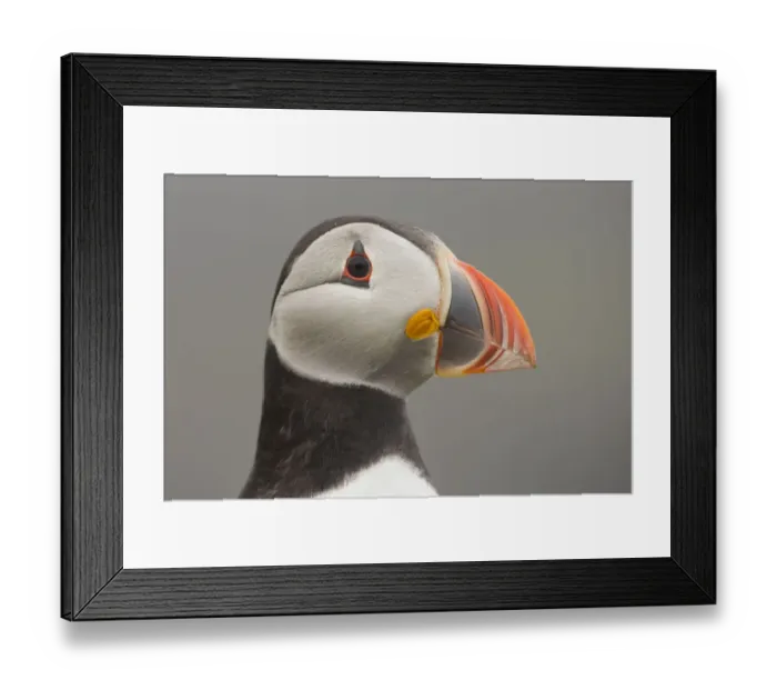 Framed Print : Atlantic puffin (Fratercula arctica) portrait of head, Fair Isle, Shetland, Scotland Framed Print : Atlantic puffin (Fratercula arctica) portrait of head, Fair Isle, Shetland, Scotland