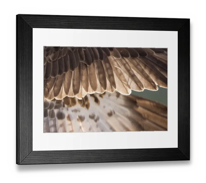 Framed Print : Osprey (Pandion haliaetus) male wing detail, Cairngorms National Park, Scotland, UK Framed Print : Osprey (Pandion haliaetus) male wing detail, Cairngorms National Park, Scotland, UK
