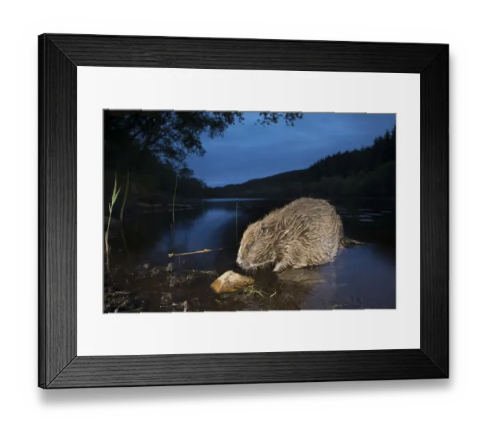 Framed Print : Eurasian beaver (Castor fiber) foraging in loch at night, Knapdale, Argyll, Scotland Framed Print : Eurasian beaver (Castor fiber) foraging in loch at night, Knapdale, Argyll, Scotland