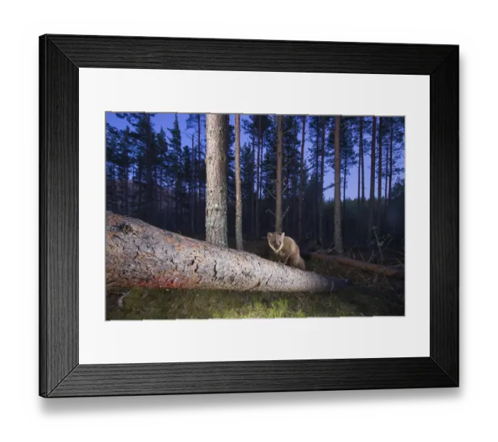 Framed Print : Pine marten (Martes martes) on fallen branch in pine forest at dusk, Glenfeshie Framed Print : Pine marten (Martes martes) on fallen branch in pine forest at dusk, Glenfeshie