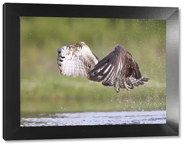 Osprey (Pandion haliaetus) flying above water, Rothiemurchus, Cairngorms National Park