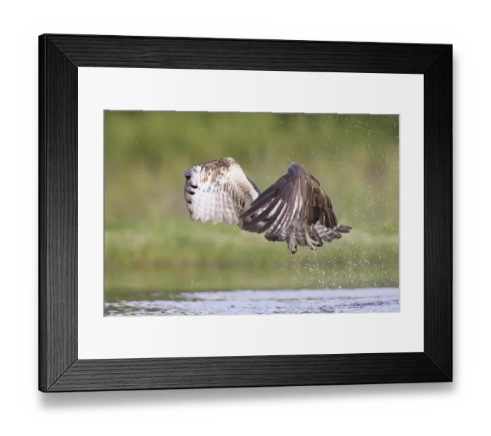Framed Print : Osprey (Pandion haliaetus) flying above water, Rothiemurchus, Cairngorms National Park Framed Print : Osprey (Pandion haliaetus) flying above water, Rothiemurchus, Cairngorms National Park