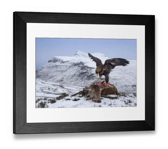 Framed Print : Golden eagle (Aquila chrysaetos) feeding on Red deer (Cervus elaphus) carcass, Assynt Framed Print : Golden eagle (Aquila chrysaetos) feeding on Red deer (Cervus elaphus) carcass, Assynt