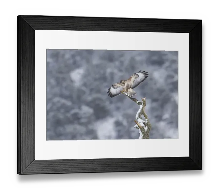 Framed Print : Buzzard (Buteo buteo) perched on alder snag, Cairngorms National Park, Scotland, UK Framed Print : Buzzard (Buteo buteo) perched on alder snag, Cairngorms National Park, Scotland, UK