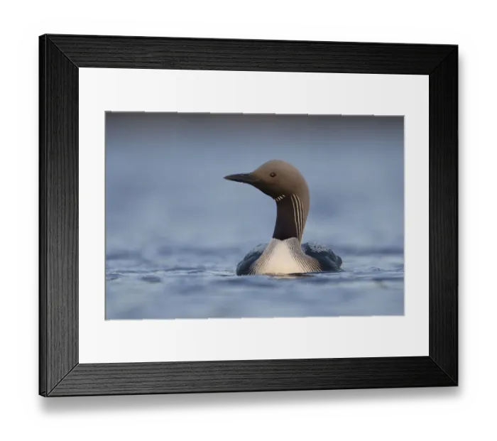 Framed Print : Black throated diver (Gavia arctica) swimming, Assynt, Sutherland, Highland, Scotland Framed Print : Black throated diver (Gavia arctica) swimming, Assynt, Sutherland, Highland, Scotland