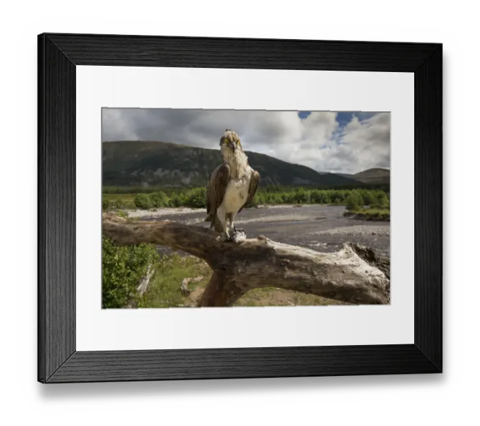Framed Print : Osprey (Pandion haliaetus) perching on branch with fish, river and hills in background Framed Print : Osprey (Pandion haliaetus) perching on branch with fish, river and hills in background