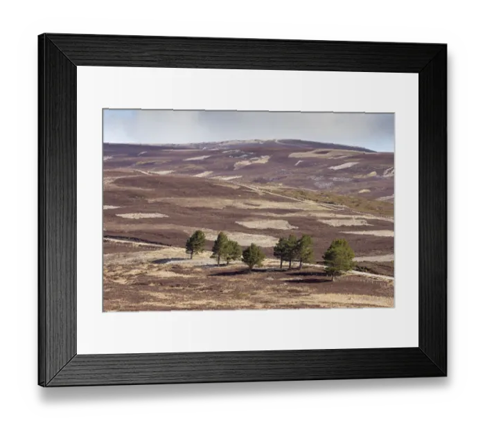 Framed Print : Patchwork of upland heather moorland and isolated Scots pine (Pinus sylvestris) trees Framed Print : Patchwork of upland heather moorland and isolated Scots pine (Pinus sylvestris) trees