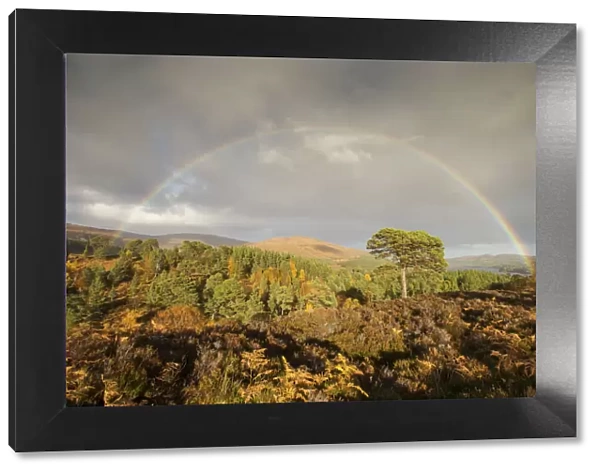 Rainbow over Scots pine (Pinus sylvestris) trees, Glen Affric, Highlands, Scotland