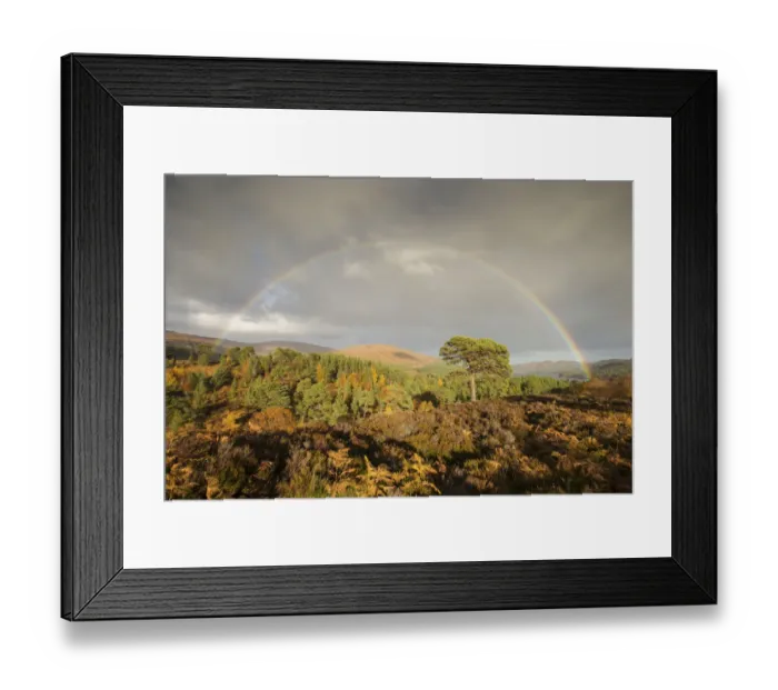 Framed Print : Rainbow over Scots pine (Pinus sylvestris) trees, Glen Affric, Highlands, Scotland Framed Print : Rainbow over Scots pine (Pinus sylvestris) trees, Glen Affric, Highlands, Scotland