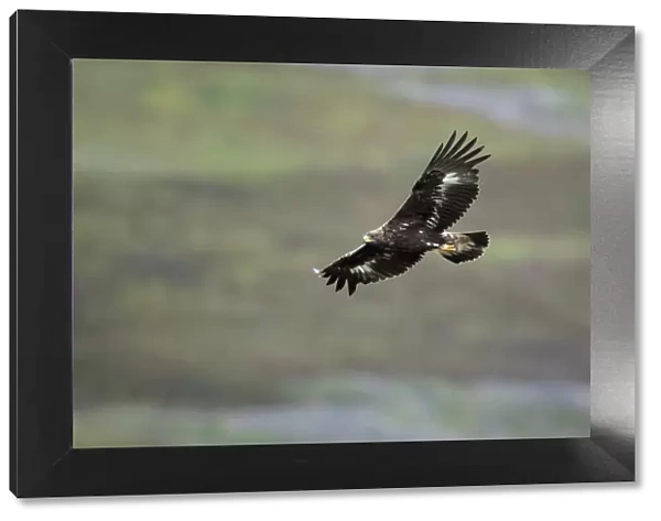 Golden eagle (Aquila chrysaetos) sub-adult flying, Strathdearn, Inverness-shire, Scotland