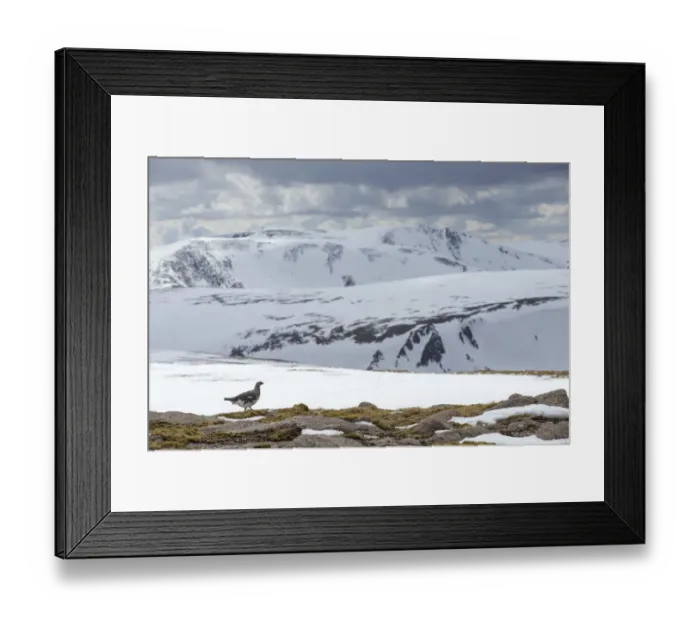 Framed Print : Ptarmigan (Lagopus mutus) male in snowy mountains, Cairngorms National Park, Scotland Framed Print : Ptarmigan (Lagopus mutus) male in snowy mountains, Cairngorms National Park, Scotland