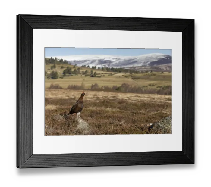 Framed Print : Red grouse (Lagopus lagopus scotica) in moorland, Cairngorms National Park, Grampian Framed Print : Red grouse (Lagopus lagopus scotica) in moorland, Cairngorms National Park, Grampian