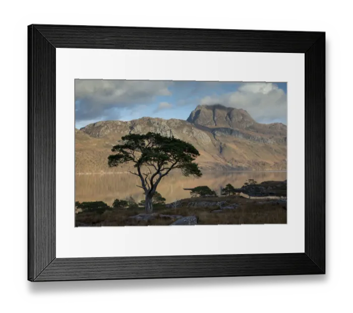 Framed Print : Scots pine (Pinus sylvestris) silhoutte in front of Loch Maree and Slioch, Wester Ross Framed Print : Scots pine (Pinus sylvestris) silhoutte in front of Loch Maree and Slioch, Wester Ross