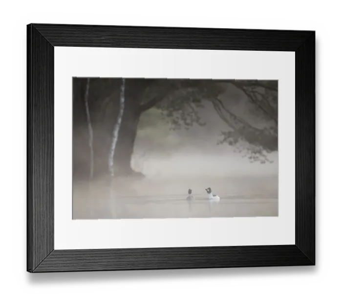 Framed Print : Goldeneye (Clangula bucephala) pair on woodland loch at dawn on misty morning, Loch Vaa Framed Print : Goldeneye (Clangula bucephala) pair on woodland loch at dawn on misty morning, Loch Vaa