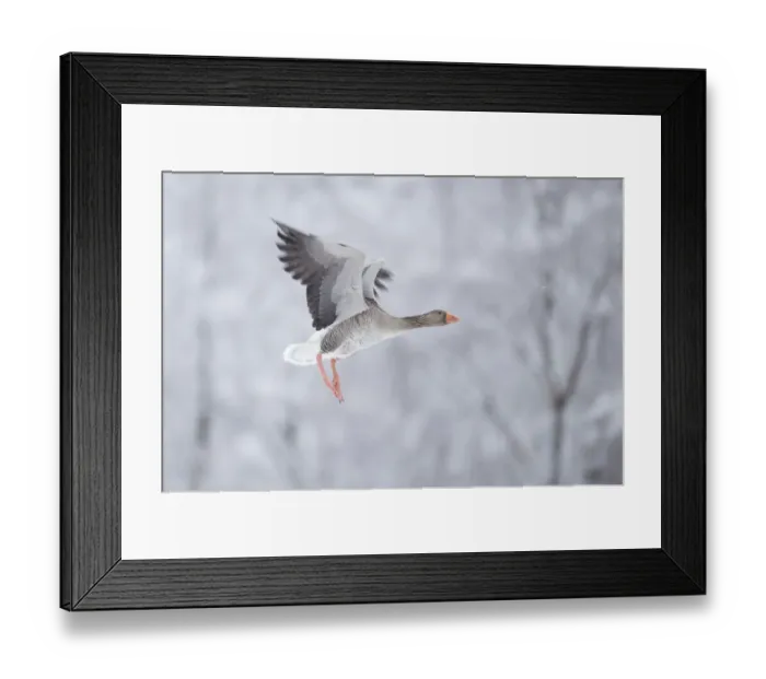 Framed Print : Greylag goose (Anser anser) flying, Glenfeshie, Cairngorms National Park, Scotland Framed Print : Greylag goose (Anser anser) flying, Glenfeshie, Cairngorms National Park, Scotland