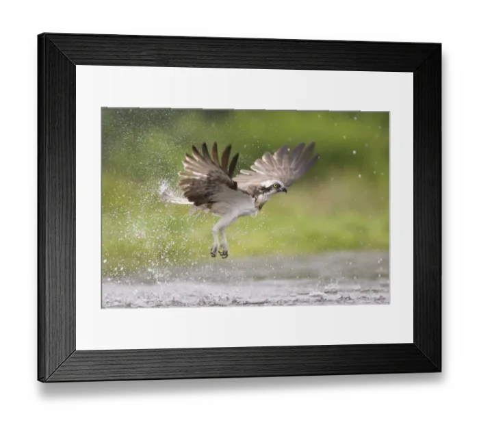 Framed Print : Osprey (Pandion haliaetus) flying above water, Rothiemurchus, Cairngorms National Park Framed Print : Osprey (Pandion haliaetus) flying above water, Rothiemurchus, Cairngorms National Park