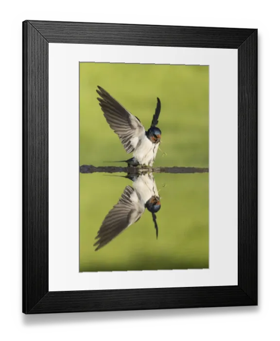 Framed Print : Barn swallow (Hirundo rustica) alighting at pond to collect mud for nest building
