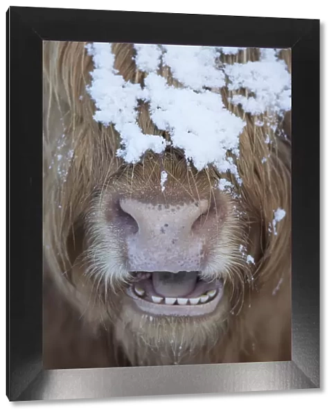 Highland cow close up with mouth open, Glenfeshie, Cairngorms National Park, Scotland