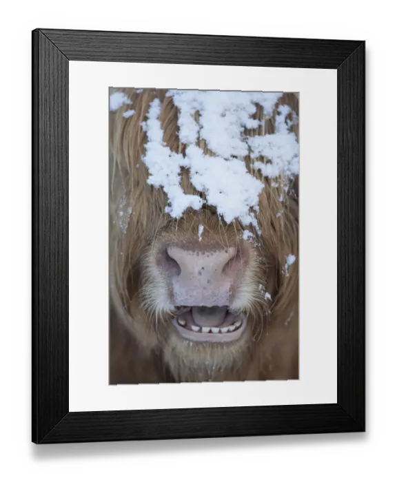 Framed Print : Highland cow close up with mouth open, Glenfeshie, Cairngorms National Park, Scotland Framed Print : Highland cow close up with mouth open, Glenfeshie, Cairngorms National Park, Scotland
